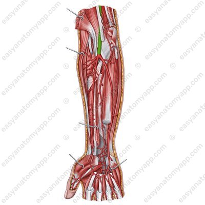 Brachial artery (arteria brachialis)